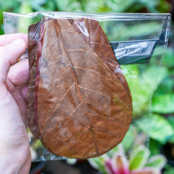 Feuilles de Catappa naturelles pour terrarium | JungleBox