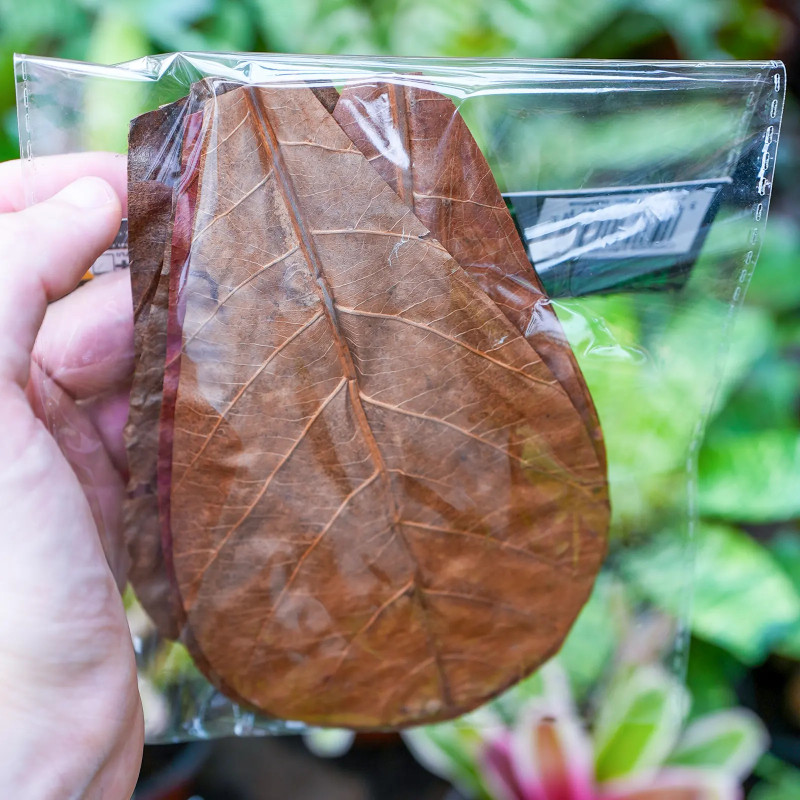 Natural Catappa Leaves for Terrariums | JungleBox