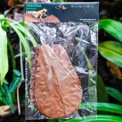 Feuilles de Catappa naturelles pour terrarium | JungleBox