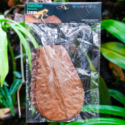 Natural Catappa Leaves for Terrariums | JungleBox
