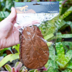 Feuilles de Catappa naturelles pour terrarium | JungleBox