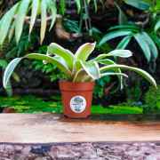 Neoregelia concentrica ‘Albomarginata’ Small Form – Compact Bromeliad for Terrariums & Tropical Interiors