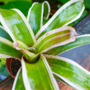 Neoregelia concentrica ‘Albomarginata’ Small Form – Compact Bromeliad for Terrariums & Tropical Interiors