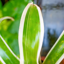 Neoregelia concentrica ‘Albomarginata’ Small Form – Compact Bromeliad for Terrariums & Tropical Interiors