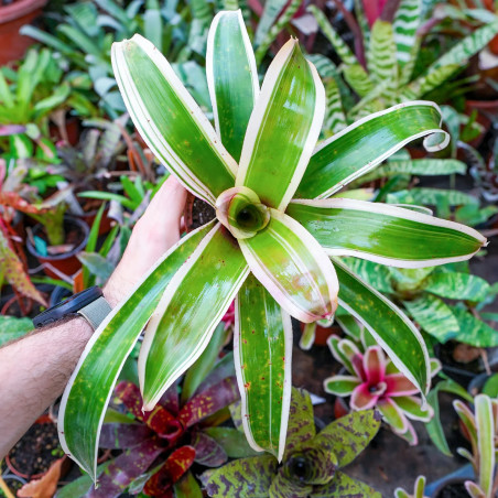 Neoregelia concentrica ‘Albomarginata’ Small Form – Compact Bromeliad for Terrariums & Tropical Interiors