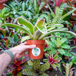 Neoregelia concentrica ‘Albomarginata’ Small Form – Compact Bromeliad for Terrariums & Tropical Interiors