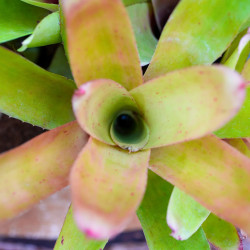 Neoregelia bahiana hybrid