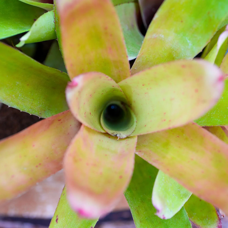 Neoregelia bahiana hybrid