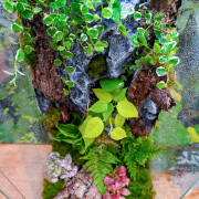 Planted Terrarium 30x30x60 – Artificial Rocks | JungleBox