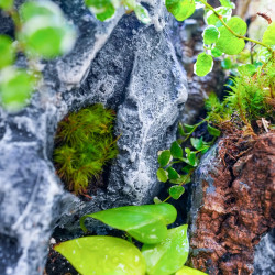 Planted Terrarium 30x30x60 – Artificial Rocks | JungleBox