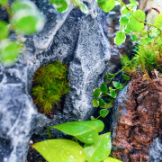 Planted Terrarium 30x30x60 – Artificial Rocks | JungleBox