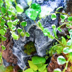 Planted Terrarium 30x30x60 – Artificial Rocks | JungleBox