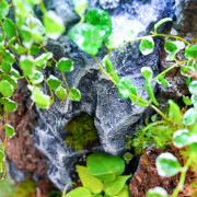 Planted Terrarium 30x30x60 – Artificial Rocks | JungleBox