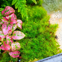 Planted Terrarium 30x30x60 – Artificial Rocks | JungleBox