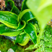 Planted Terrarium 30x30x60 – Artificial Rocks | JungleBox