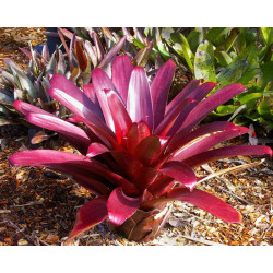 Alcantarea vinicolor – Broméliacée de collection | JungleBox