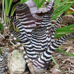 Aechmea chantinii 'Black' – Broméliacée terrarium | JungleBox