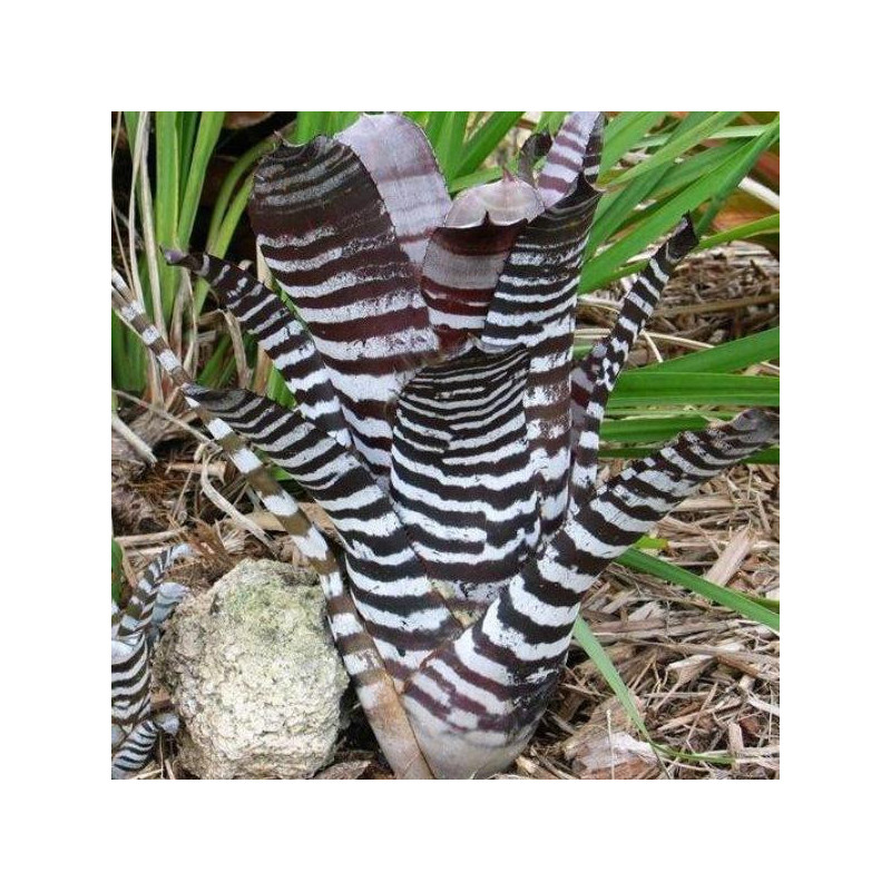 Aechmea chantinii 'Black' – Broméliacée terrarium | JungleBox