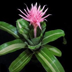 Aechmea fasciata 'Variegata' – Broméliacée panachée | JungleBox