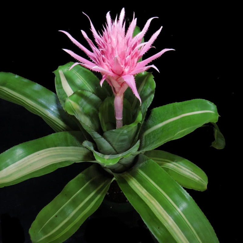 Aechmea fasciata 'Variegata' – Broméliacée panachée | JungleBox