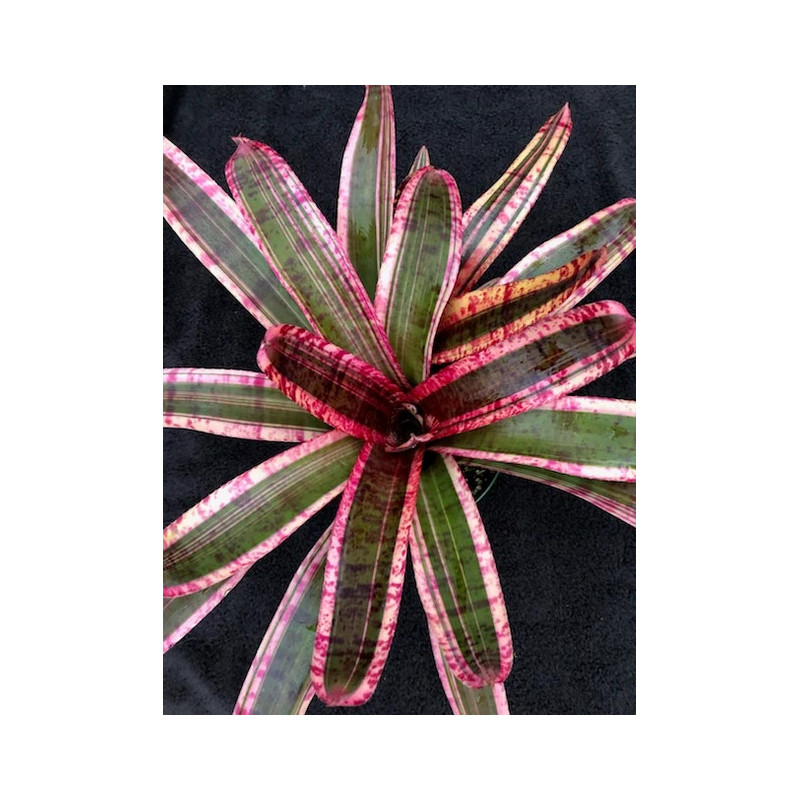 Neoregelia 'Electra' – Broméliacée pour terrarium | JungleBox