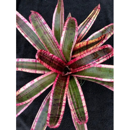 Neoregelia 'Electra' – Broméliacée pour terrarium | JungleBox