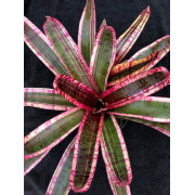Neoregelia 'Electra' – Broméliacée pour terrarium | JungleBox