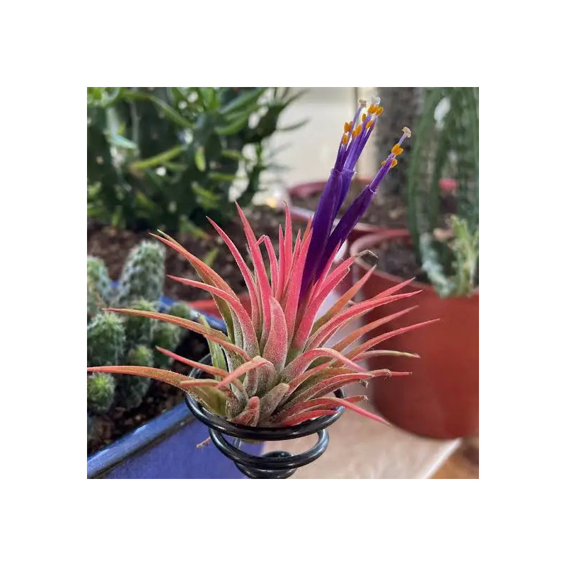 Tillandsia ionantha – Plante aérienne pour terrarium | JungleBox