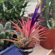 Tillandsia ionantha – Plante aérienne pour terrarium | JungleBox