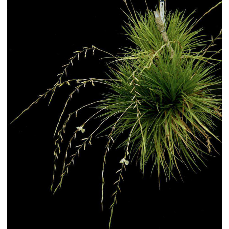 Lemeltonia dodsonii – Broméliacée rare d’Équateur | JungleBox