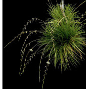 Rare Ecuadorian Bromeliad | JungleBox