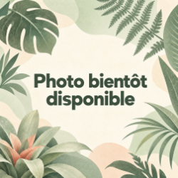 Aechmea chantinii 'Compacta' – Broméliacée terrarium | JungleBox
