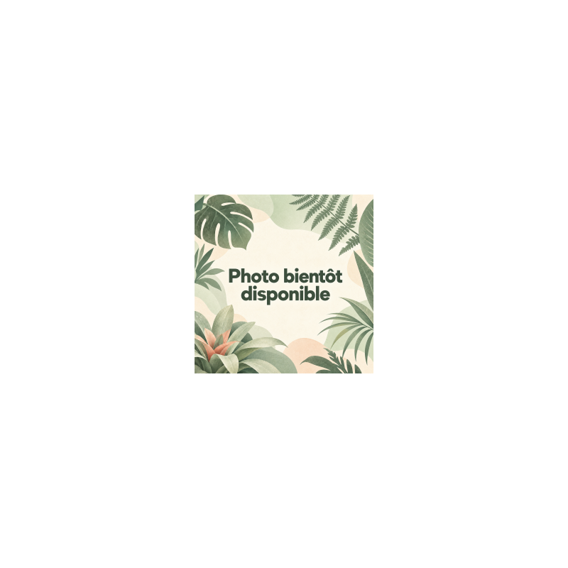 Aechmea chantinii 'Compacta' – Broméliacée terrarium | JungleBox