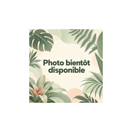 Aechmea mulfordii – Grande broméliacée tropicale | JungleBox