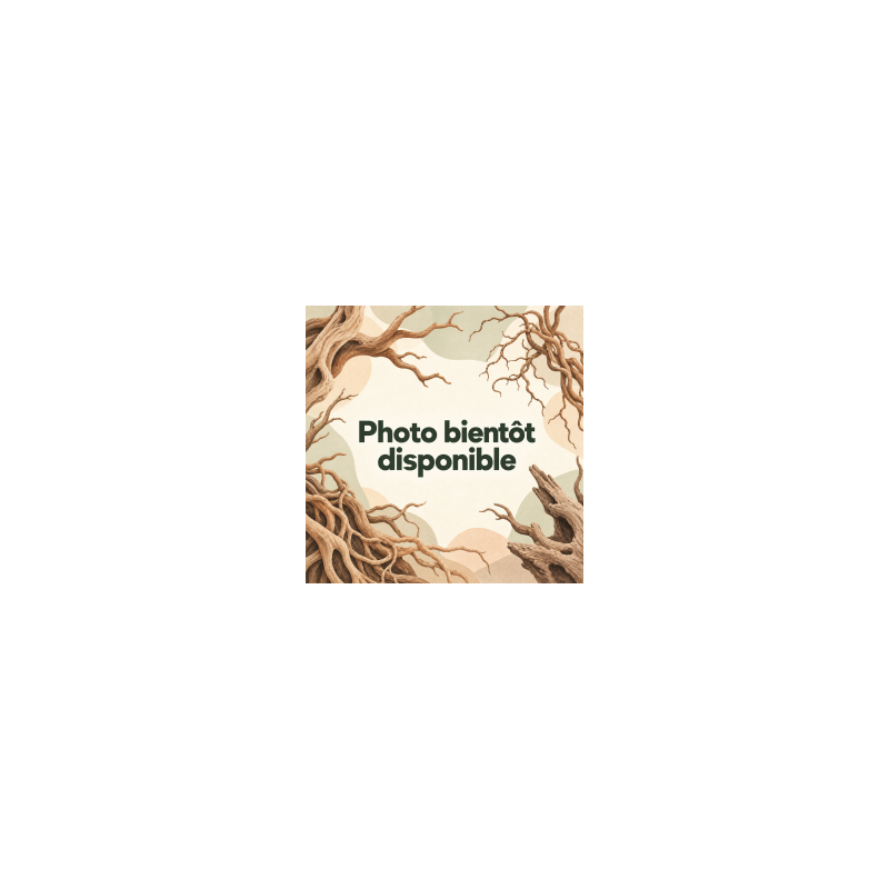 Racine Pookanature 30–50 cm – Décor terrarium | JungleBox