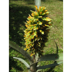Aechmea tocantina – Broméliacée botanique | JungleBox