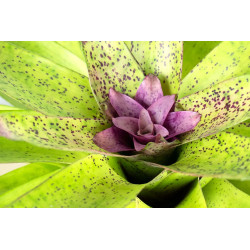Nidularium 'Leprosa' – Broméliacée tachetée | JungleBox