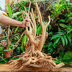 Stump Wood XL Root – Natural Aquarium Driftwood