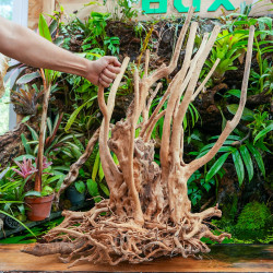 Stump Wood XL Root – Natural Aquarium Driftwood