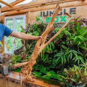 Racine Mopani WYSIWYG 50–70 cm Premium | JungleBox