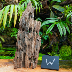 Racine Pookanature 30–50 cm – Décor terrarium | JungleBox