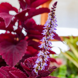 Coleus Sred head | Plante Tropicale Colorée pour Terrarium | JungleBox