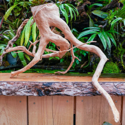 Racine araignée rouge 35 à 50 cm WYSIWYG | JungleBox