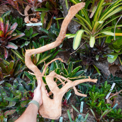 Racine araignée rouge 35 à 50 cm WYSIWYG | JungleBox