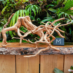 Racine araignée rouge 50 à 80 cm WYSIWYG | JungleBox