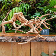 Racine araignée rouge 50 à 80 cm WYSIWYG | JungleBox