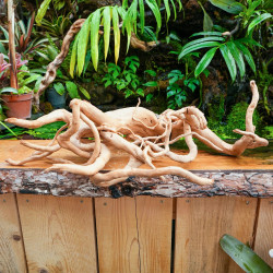 Racine araignée rouge 50 à 80 cm WYSIWYG | JungleBox