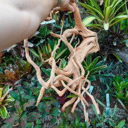 Racine araignée rouge 50 à 80 cm WYSIWYG | JungleBox