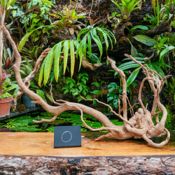 Racine araignée rouge XL en WYSIWYG | JungleBox