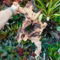 Racine Mopani WYSIWYG 50–70 cm Premium | JungleBox